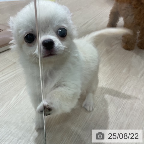 チワワの写真