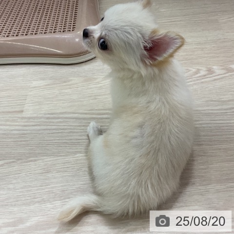 チワワの写真