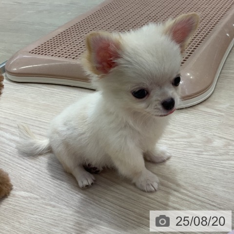 チワワの写真
