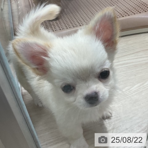 チワワの写真