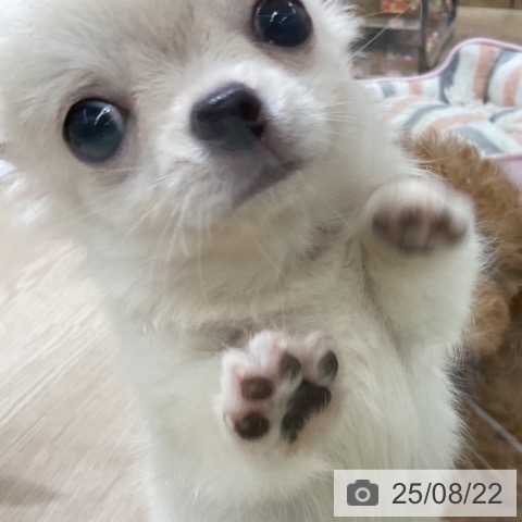 チワワの写真