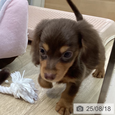 ミニチュア・ダックスフンドの写真