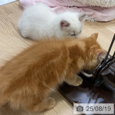 ラグドールの写真