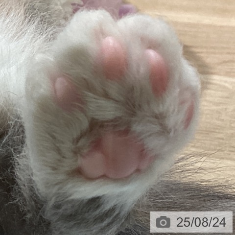 セルカークレックスの写真