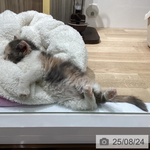 セルカークレックスの写真