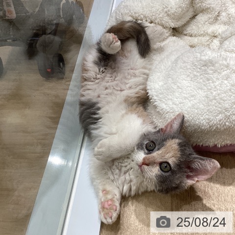 セルカークレックスの写真