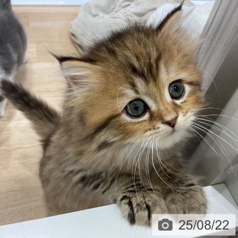 ラガマフィンの写真
