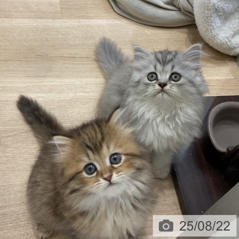 ラガマフィンの写真