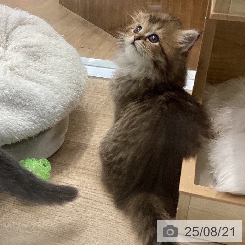ラガマフィンの写真