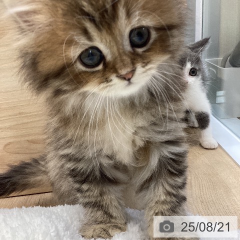 ラガマフィンの写真