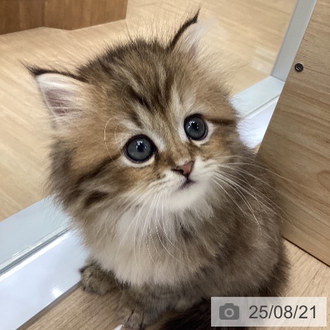 ラガマフィンの写真