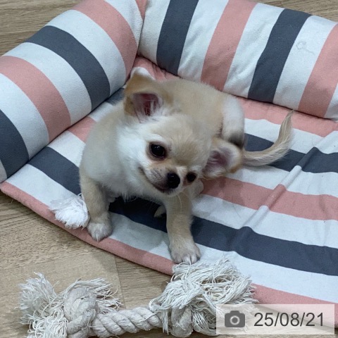 チワワの写真