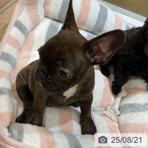 フレンチ・ブルドッグの写真