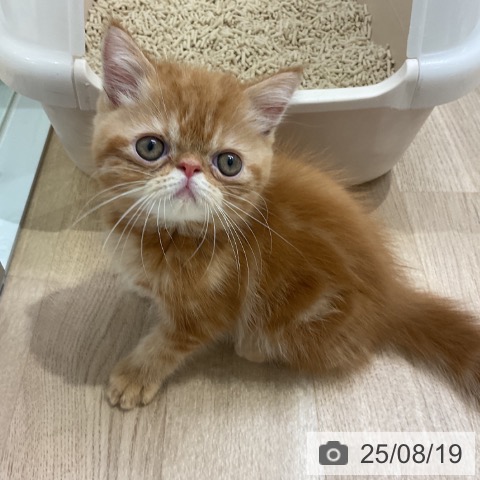 エキゾチックの写真