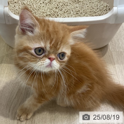 エキゾチックの写真