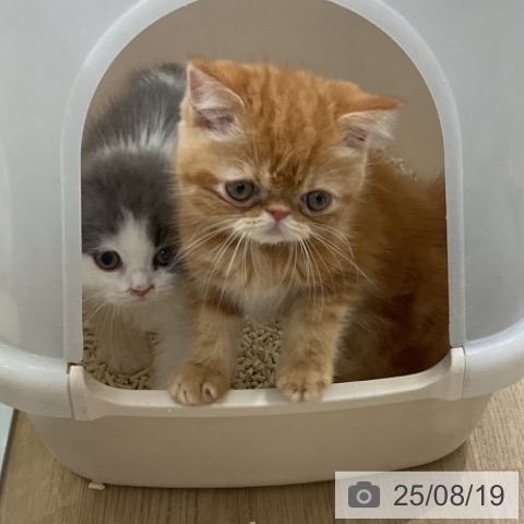 エキゾチックの写真