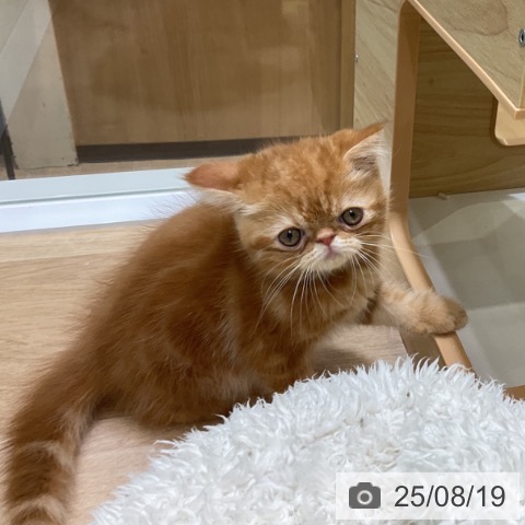 エキゾチックの写真