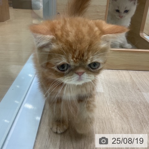 エキゾチックの写真
