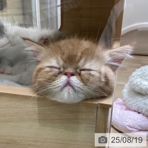 エキゾチックの写真