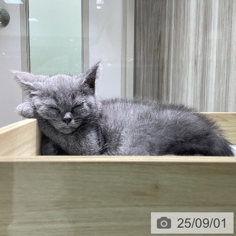 ブリティッシュショートヘアの写真