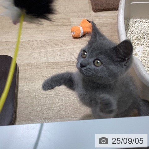 ブリティッシュショートヘアの写真