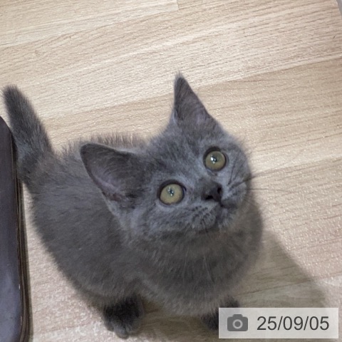 ブリティッシュショートヘアの写真