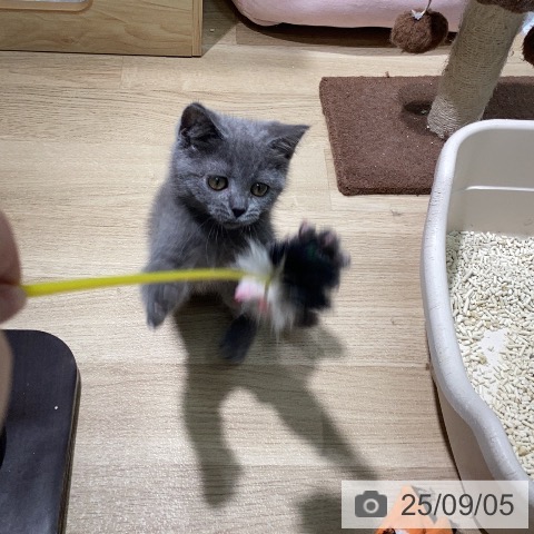 ブリティッシュショートヘアの写真