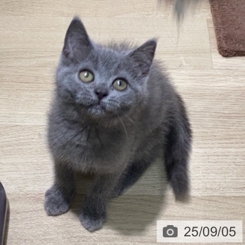 ブリティッシュショートヘアの写真