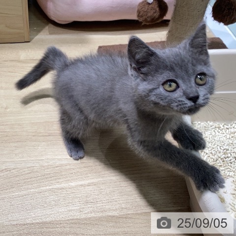 ブリティッシュショートヘアの写真