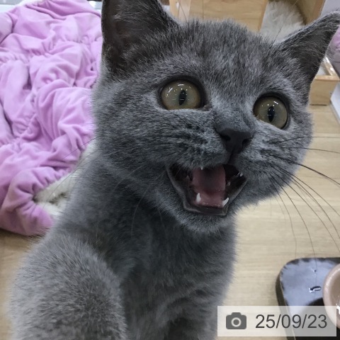 ブリティッシュショートヘアの写真