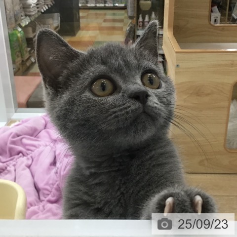 ブリティッシュショートヘアの写真