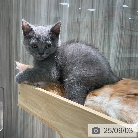 ブリティッシュショートヘアの写真