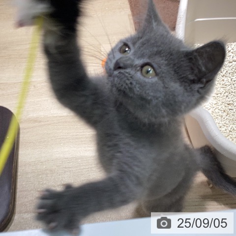 ブリティッシュショートヘアの写真