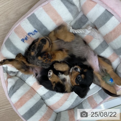 ミニチュア・ダックスフンドの写真