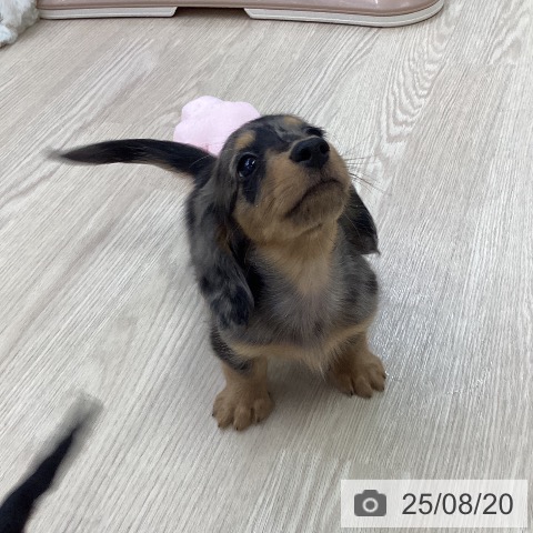 ミニチュア・ダックスフンドの写真