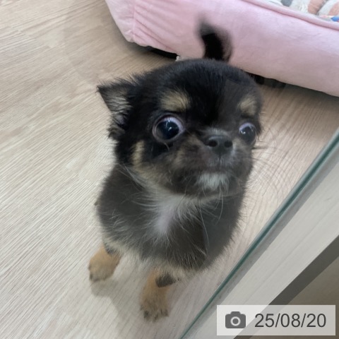 チワワの写真