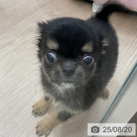 チワワの写真
