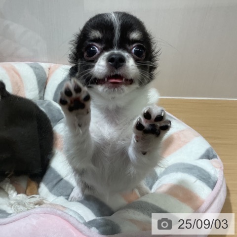 チワワの写真