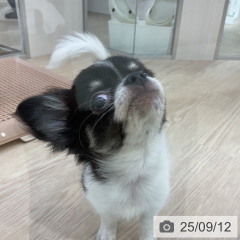 チワワの写真