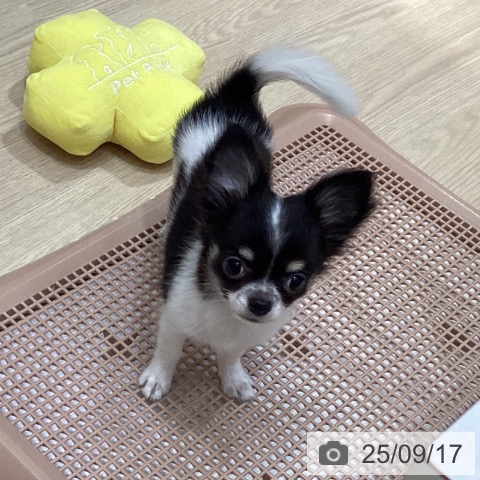 チワワの写真