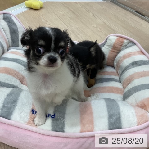 チワワの写真