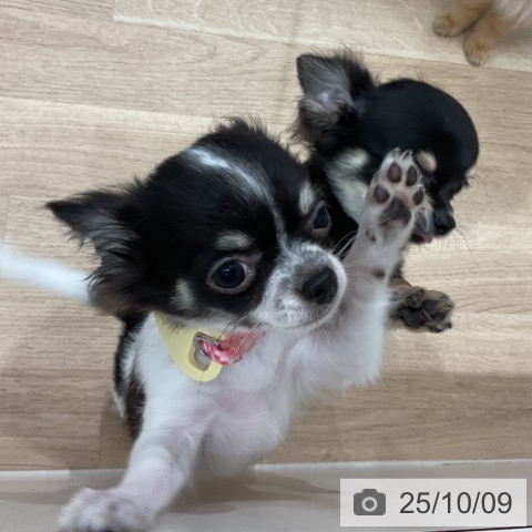 チワワの写真