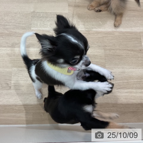 チワワの写真