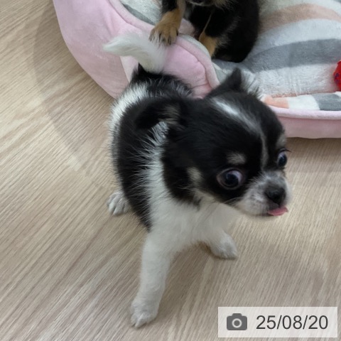 チワワの写真
