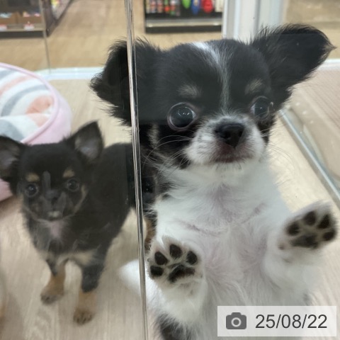 チワワの写真