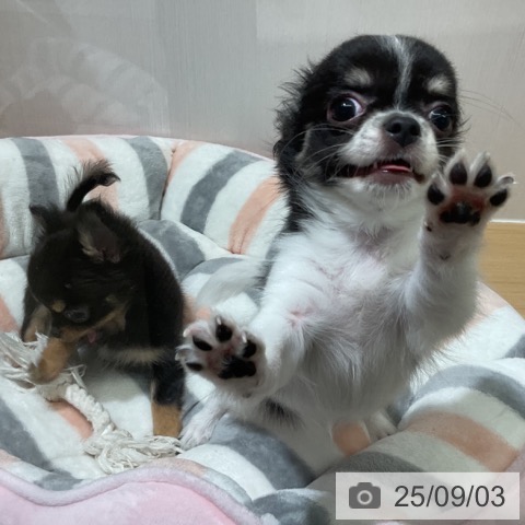 チワワの写真