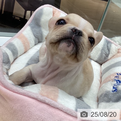 フレンチ・ブルドッグの写真