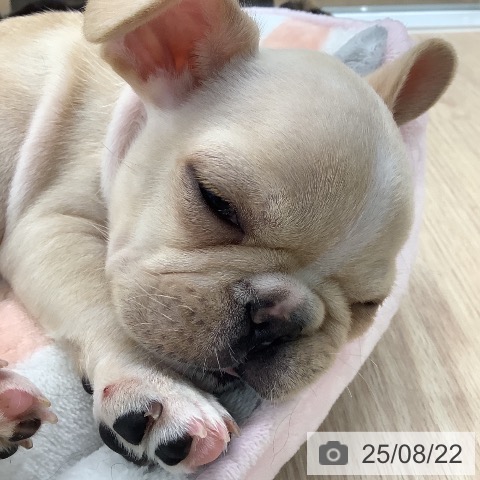 フレンチ・ブルドッグの写真