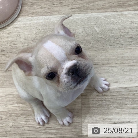 フレンチ・ブルドッグの写真