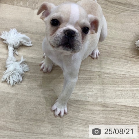 フレンチ・ブルドッグの写真